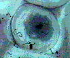 ASCPRO1.gif (5390 octets)