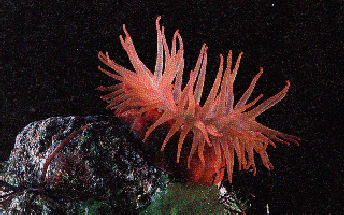 Imageanemone.gif (56373 octets)