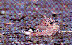 Imagegeai.gif (80980 octets)