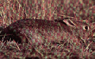 Imagelapin.gif (79240 octets)
