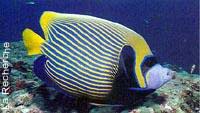 poisson.jpg (36338 octets)