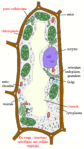 vege.gif (57366 octets)
